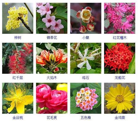 花品種名|花名鑑.com 